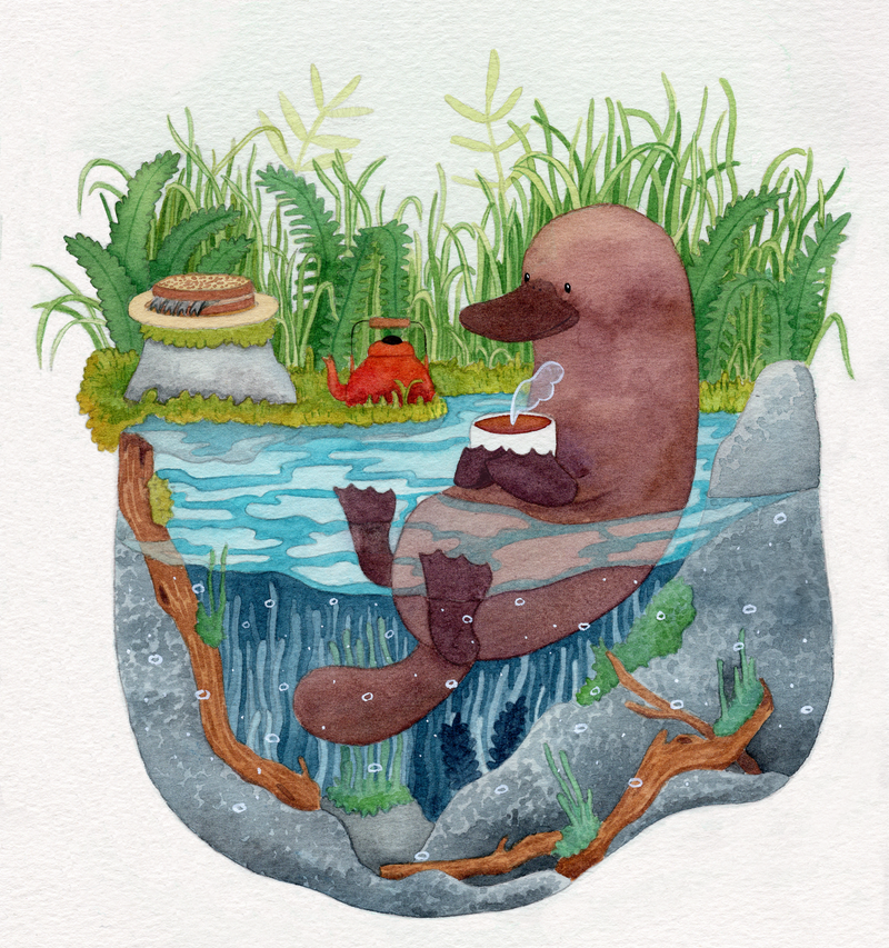 Platypus in the Bath
