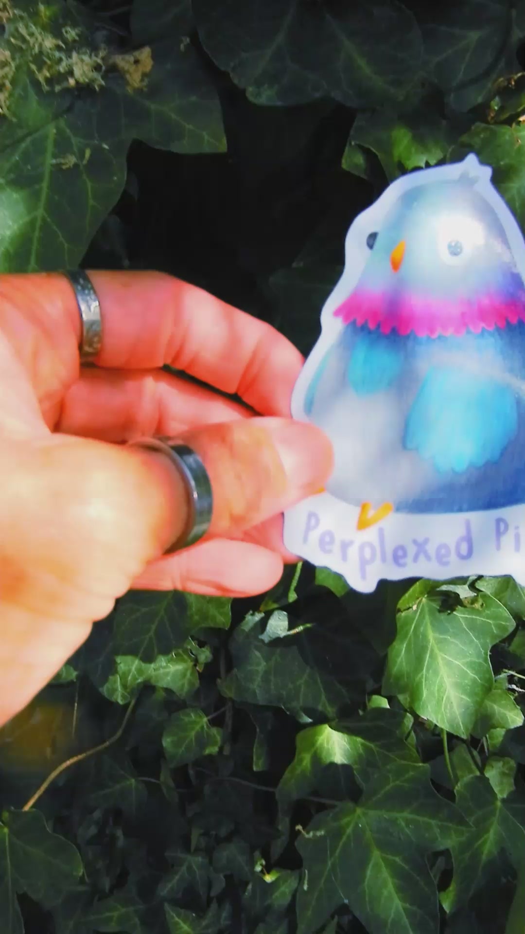 Pigeon glossy sticker